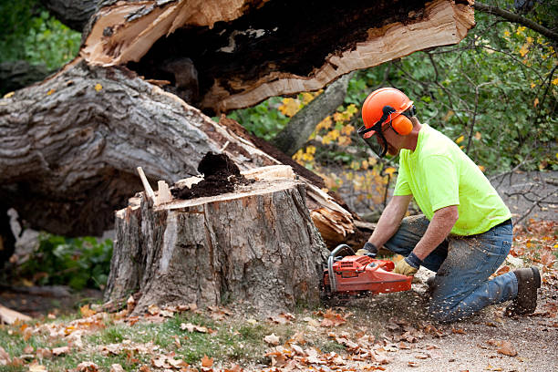 Trusted Holliday, TX Tree Services Experts